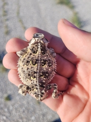 Phrynosoma cornutum
