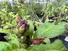 Parancistrocerus fulvipes