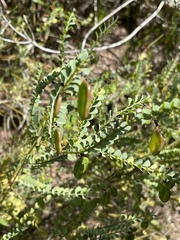 Bossiaea rhombifolia