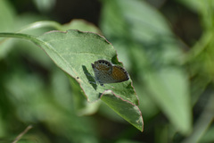 Brephidium exilis exilis