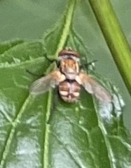 Gymnoclytia