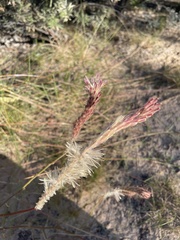 Ptilotus polystachyus
