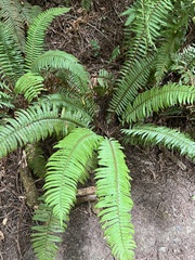 Polystichum
