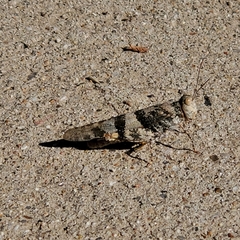Trimerotropis pallidipennis