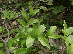 Prosartes hookeri