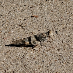 Trimerotropis pallidipennis