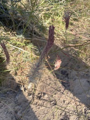 Ptilotus polystachyus