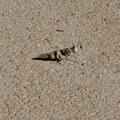 Trimerotropis pallidipennis