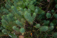 Euphorbia cyparissias
