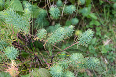 Euphorbia cyparissias