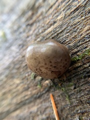 Camarops petersii