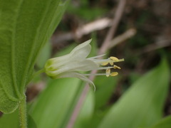 Prosartes hookeri