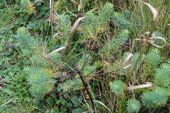 Euphorbia cyparissias