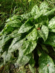 Pulmonaria officinalis