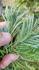 Abies lasiocarpa