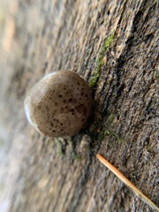 Camarops petersii