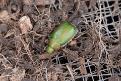 Anomala albopilosa albopilosa