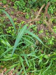 Echinochloa crus-galli