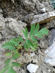 Sibbaldianthe bifurca