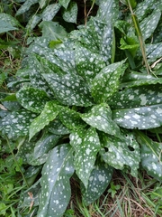 Pulmonaria officinalis