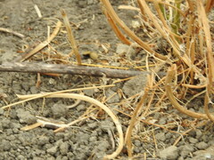 Dasymutilla sackenii