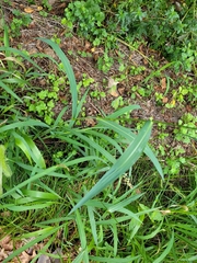 Echinochloa crus-galli
