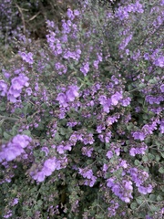 Prostanthera rotundifolia