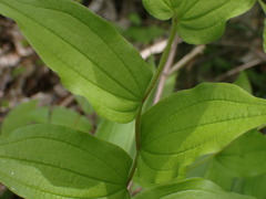 Prosartes hookeri
