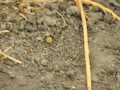 Dasymutilla sackenii