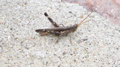 Acantherus piperatus