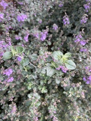 Prostanthera rotundifolia