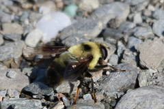 Eristalis flavipes