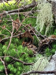 Pseudocoremia productata