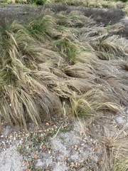 Nassella tenuissima