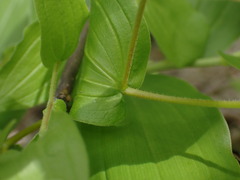 Prosartes hookeri
