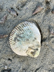 Clinocardium nuttallii
