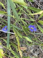 Dampiera stricta