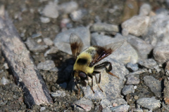 Eristalis flavipes