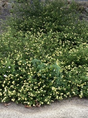 Glebionis coronaria