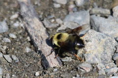 Eristalis flavipes