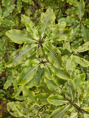 Pittosporum eugenioides