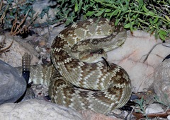 Crotalus molossus