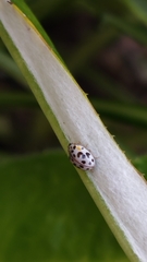 Psyllobora vigintimaculata