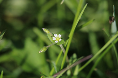 Cerastium holosteoides