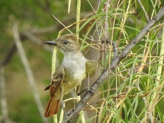 Myiarchus cinerascens