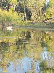 Ondatra zibethicus