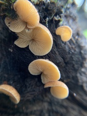 Crepidotus mollis