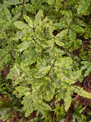 Pittosporum eugenioides