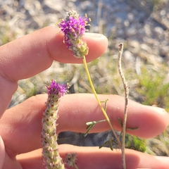 Dalea purpurea