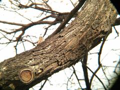 Lepidocolaptes angustirostris